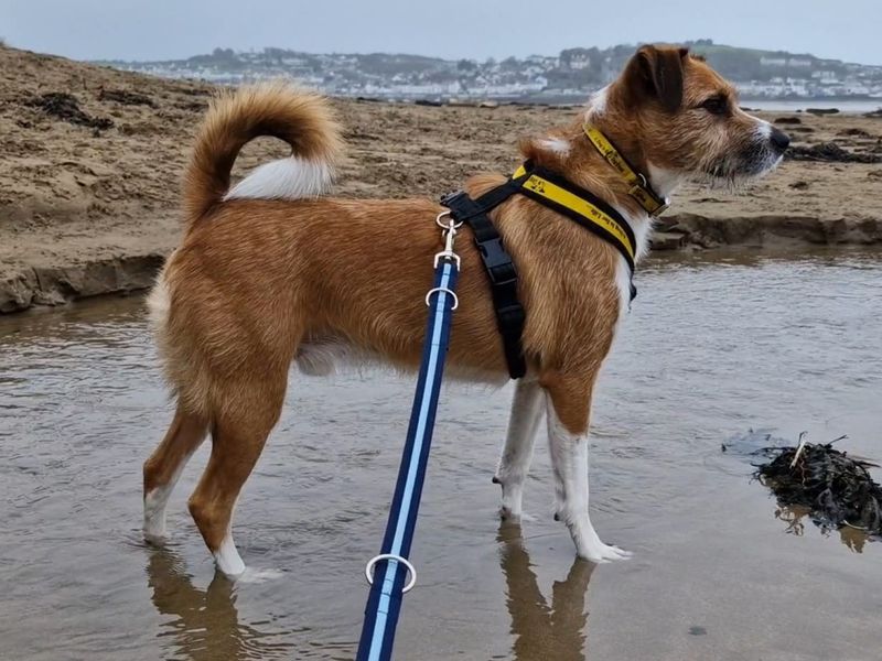 Jack Russell Terrier for adoption in Ilfracombe, Devon – 3 years old - Image 3 of 4