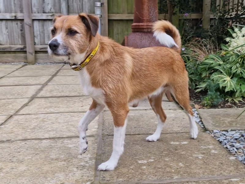 Jack Russell Terrier for adoption in Ilfracombe, North Devon – 3 years old
