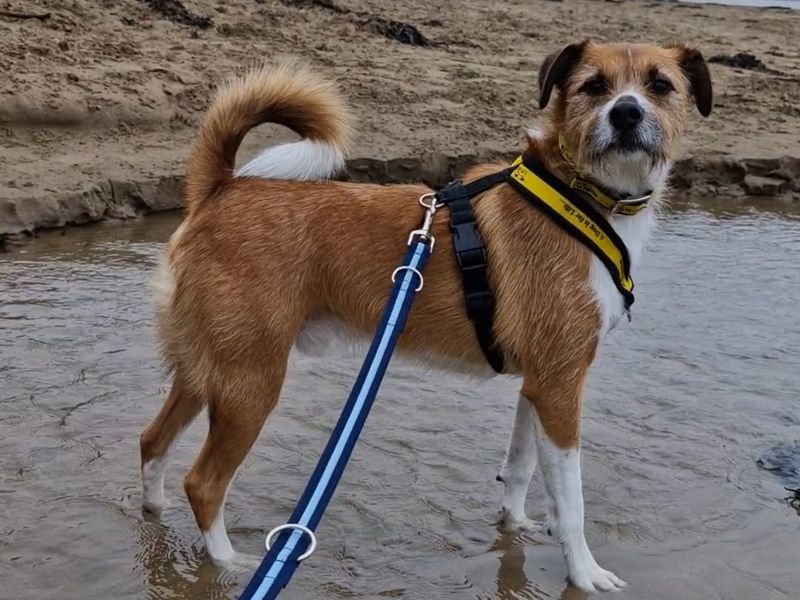 Jack Russell Terrier for adoption in Ilfracombe, Devon – 3 years old - Image 4 of 4