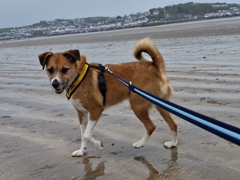 Jack Russell Terrier for adoption in Ilfracombe, Devon – 3 years old - Image 2 of 4