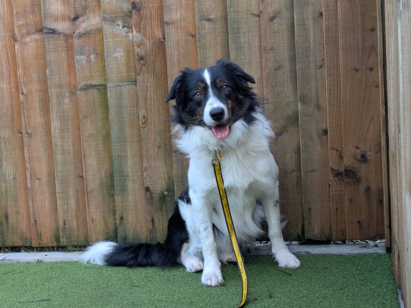 Border Collie for adoption in Evesham, Worcestershire – 1 year old - Image 2 of 4
