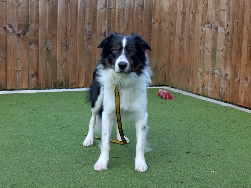 Border Collie for adoption in Evesham, Worcestershire – 1 year old - Image 3 of 4