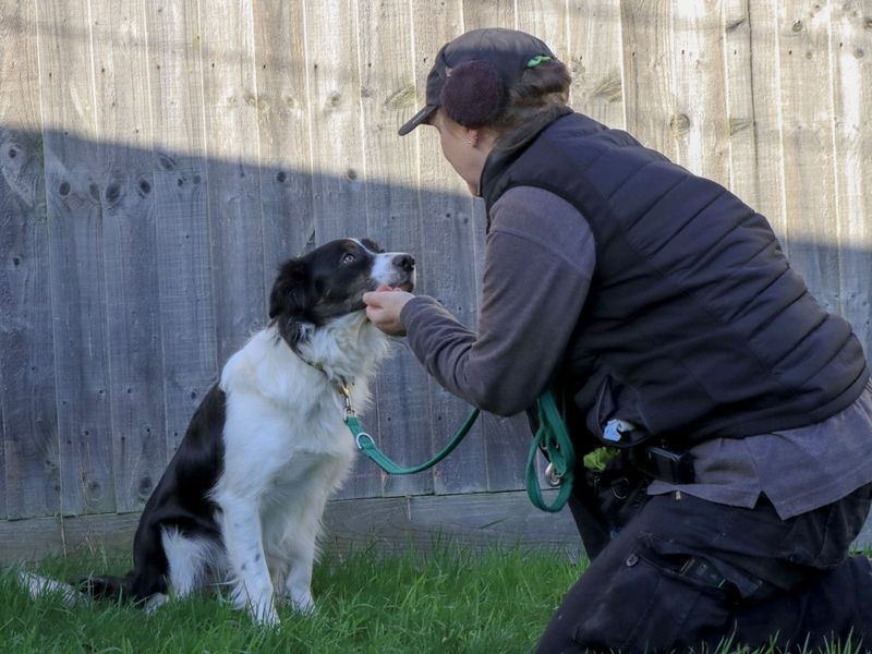 Border Collie for adoption in Evesham, Worcestershire – 1 year old