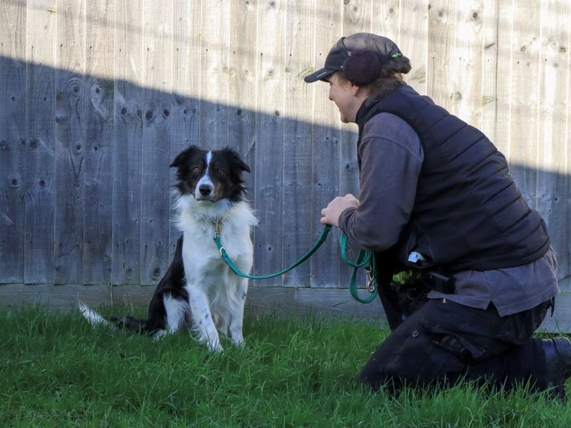 Border Collie for adoption in Evesham, Worcestershire – 1 year old - Image 4 of 4