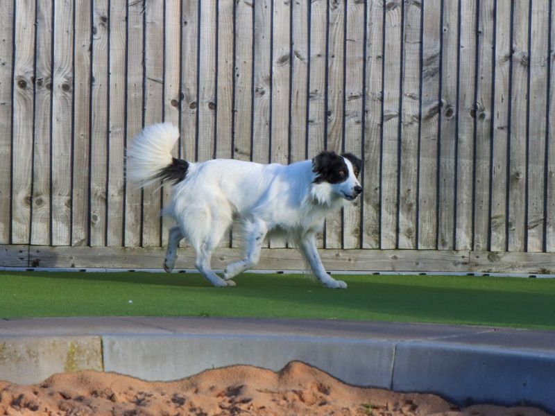 Border Collie for adoption in Evesham, Worcestershire – 2 years old - Image 5 of 5