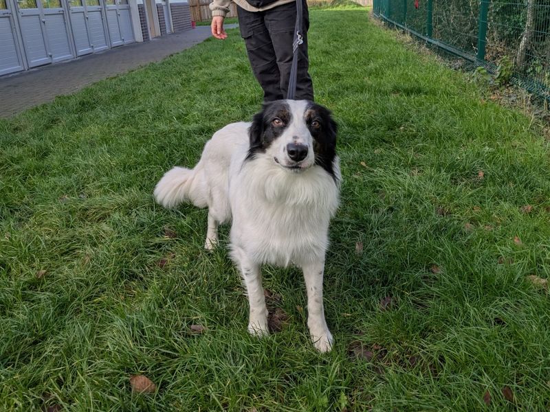 Border Collie for adoption in Evesham, Worcestershire – 2 years old - Image 2 of 5
