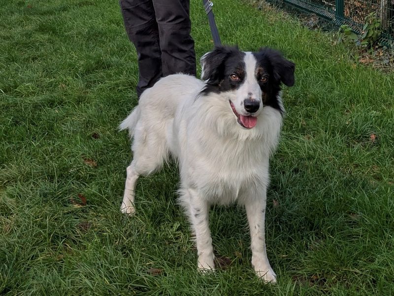 Joe | Collie (Border) | Evesham (Worcestershire) - 1