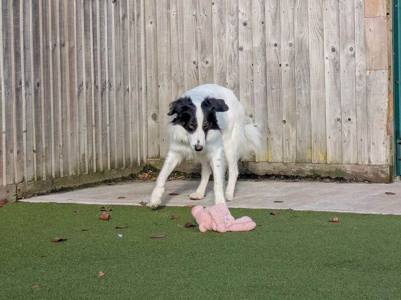 Border Collie for adoption in Evesham, Worcestershire – 2 years old - Image 3 of 5