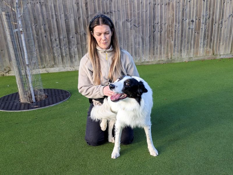Border Collie for adoption in Evesham, Worcestershire – 2 years old
