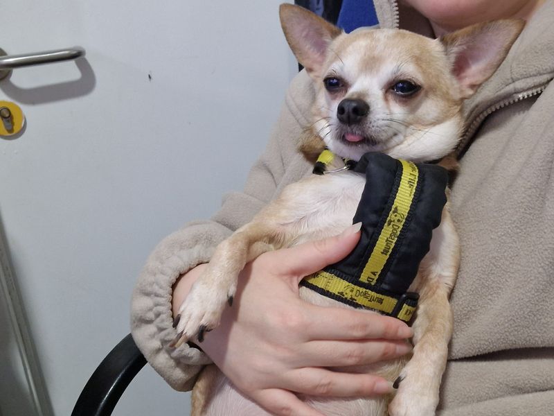 Chihuahua for adoption in Shoreham-by-Sea, West Sussex – 10 years old - Image 4 of 5
