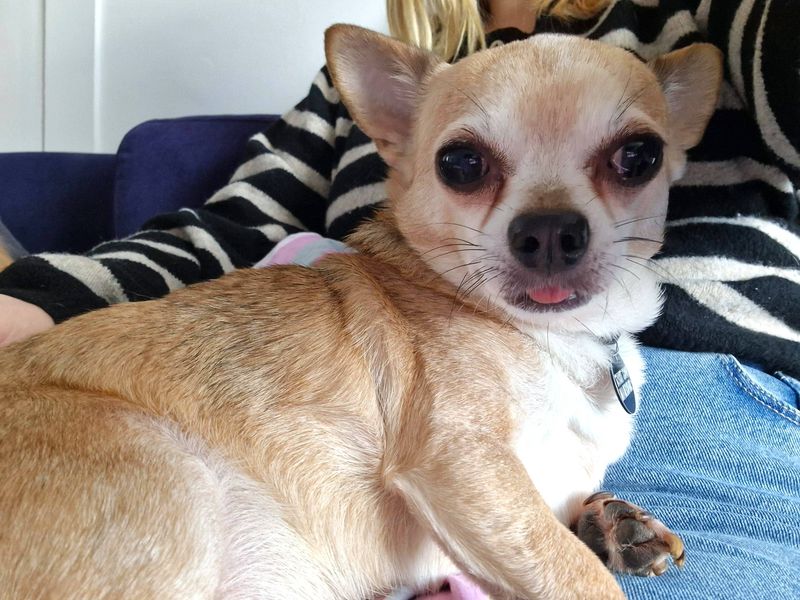 Chihuahua for adoption in Shoreham-by-Sea, West Sussex – 10 years old - Image 2 of 5
