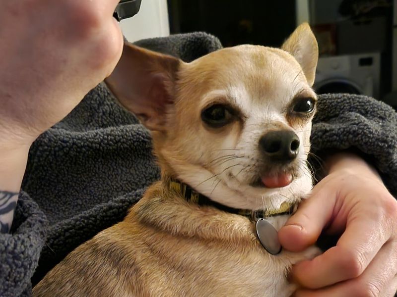 Chihuahua for adoption in Shoreham-by-Sea, West Sussex – 10 years old - Image 3 of 5