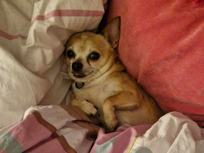 Chihuahua for adoption in Shoreham by Sea, West Sussex – 10 years old