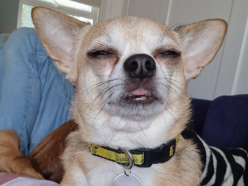 Calvin | Chihuahua (Smooth Coat) | Shoreham (Sussex) - 1