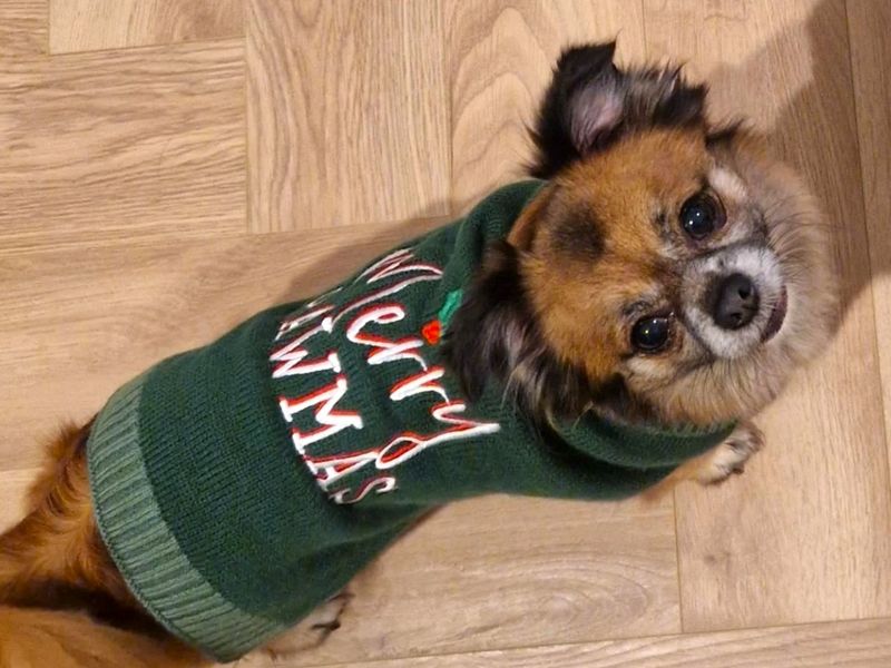 Chihuahua for adoption in Shoreham-by-Sea, West Sussex – 8 years old - Image 2 of 4