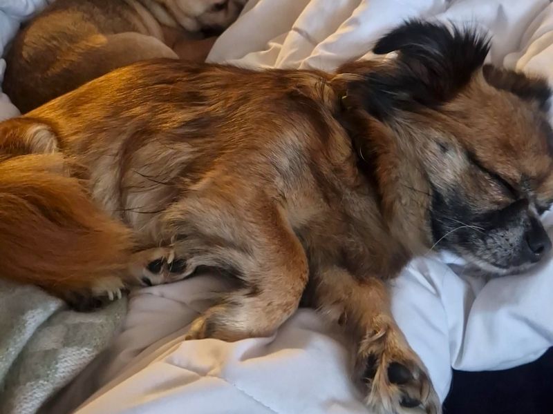 Chihuahua for adoption in Shoreham-by-Sea, West Sussex – 8 years old - Image 3 of 4