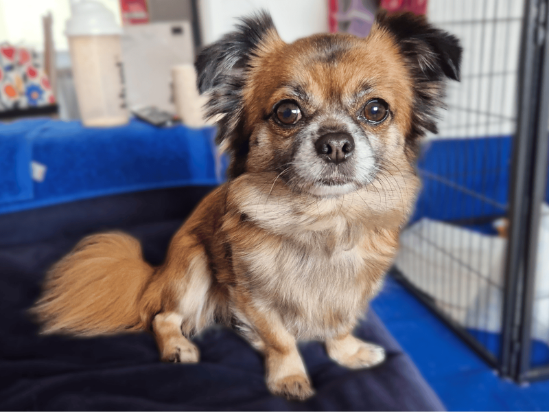 Chihuahua for adoption in Shoreham-by-Sea, West Sussex – 8 years old - Image 4 of 4