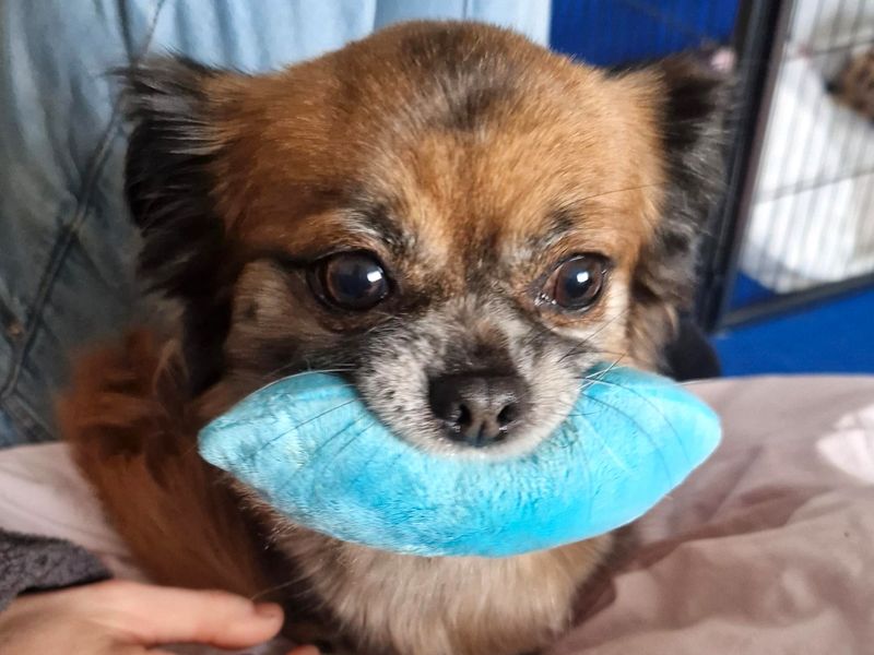 Chihuahua for adoption in Shoreham by Sea, West Sussex – 8 years old