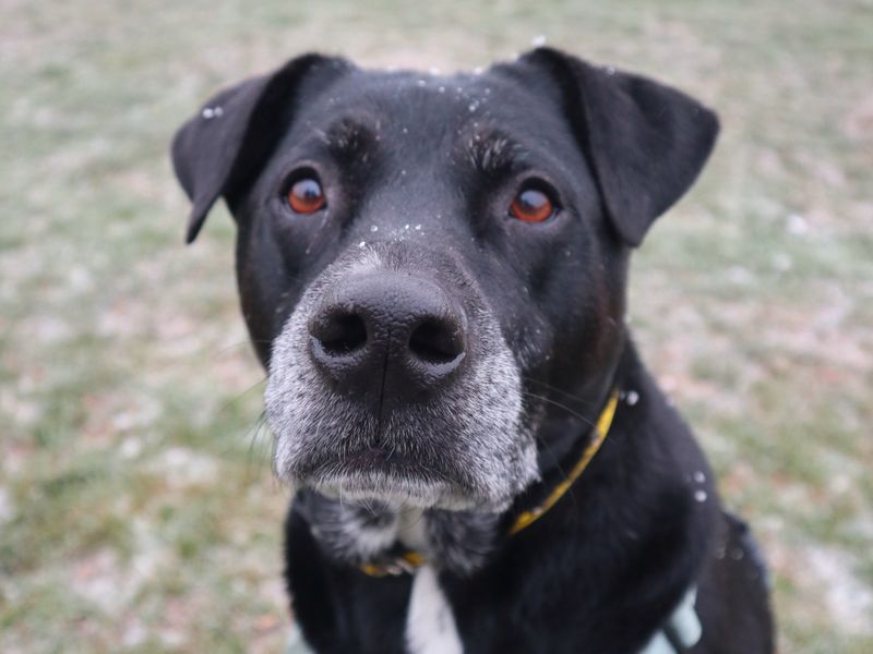 Luna, a 6 years old female Unknown available for adoption from Dogs Trust in Harefield, Greater London