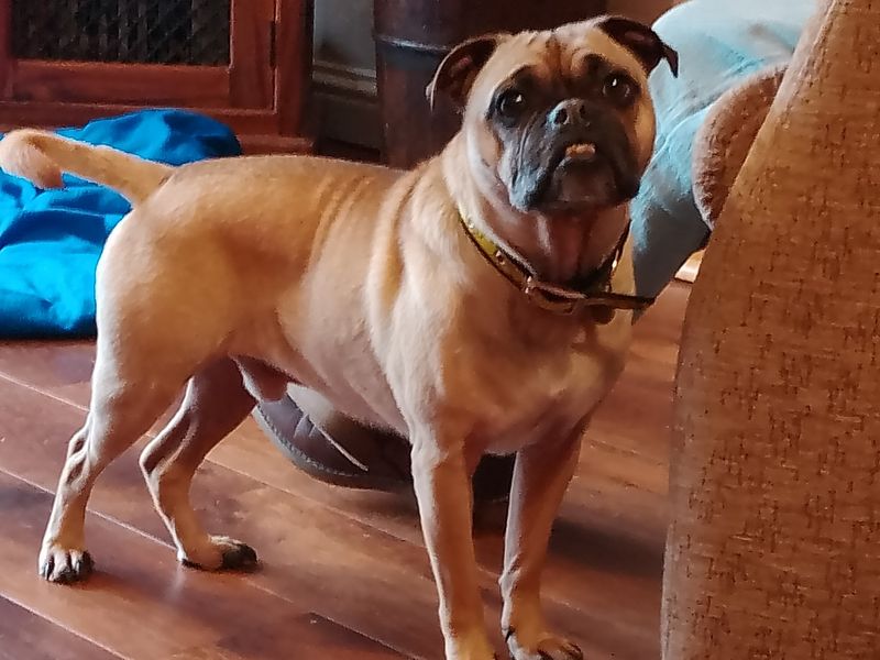 English Bulldog for adoption in Snetterton, Norfolk – 6 years old - Image 2 of 2