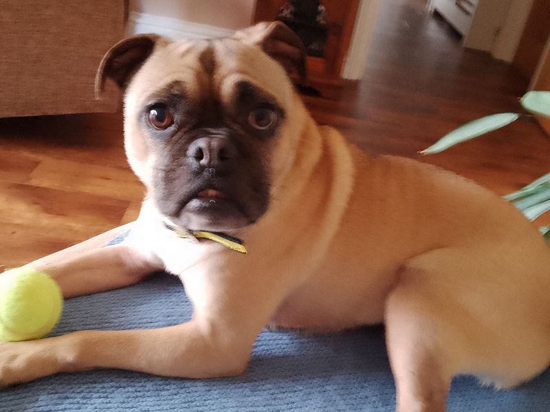 English Bulldog for adoption in Snetterton, Norfolk – 6 years old