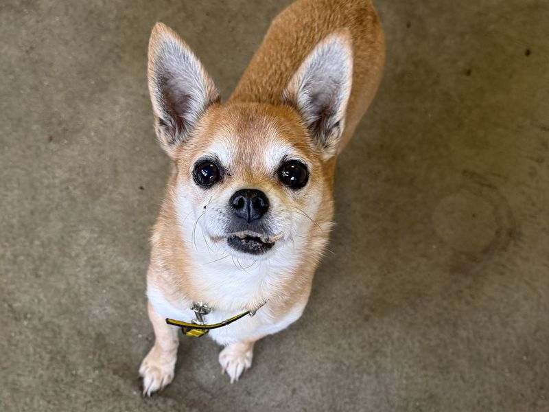 Chihuahua for adoption in Wickford, Essex – 9 years old