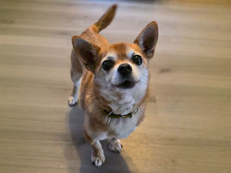 Aris, a 8 years old male Chihuahua available for adoption from Dogs Trust in Basildon, Essex