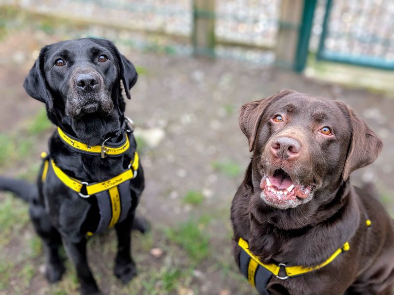 Luna, a 4 years old female Labrador available for adoption from Dogs Trust in Splott, Wales