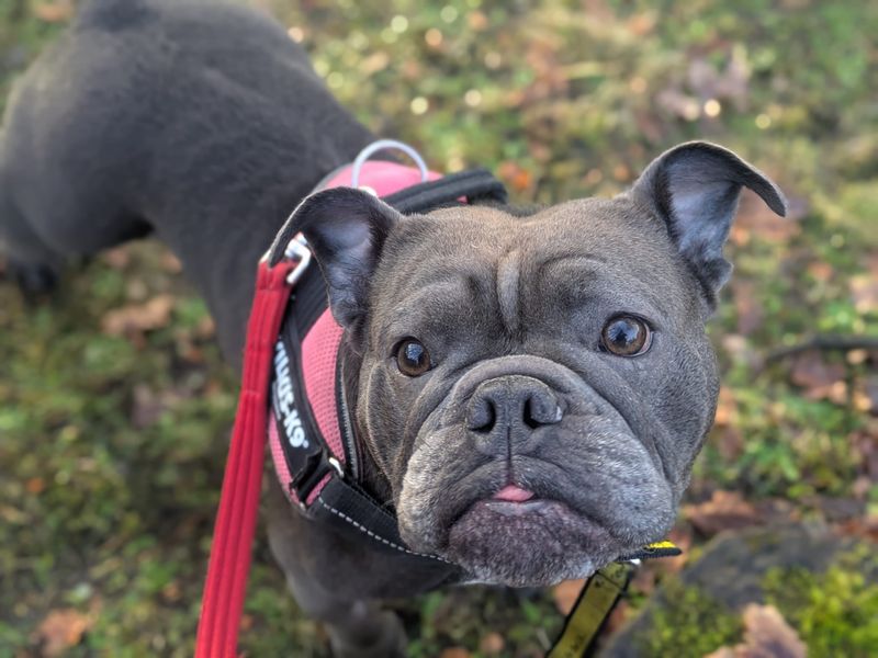 English Bulldog for adoption in West Calder, West Lothian – 5 years old - Image 2 of 3