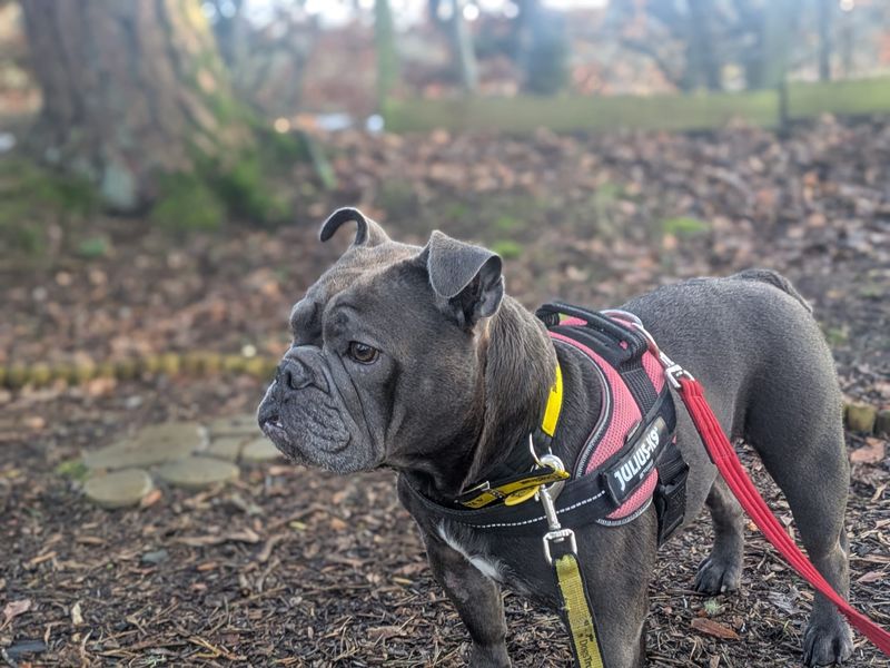 English Bulldog for adoption in West Calder, West Lothian – 5 years old