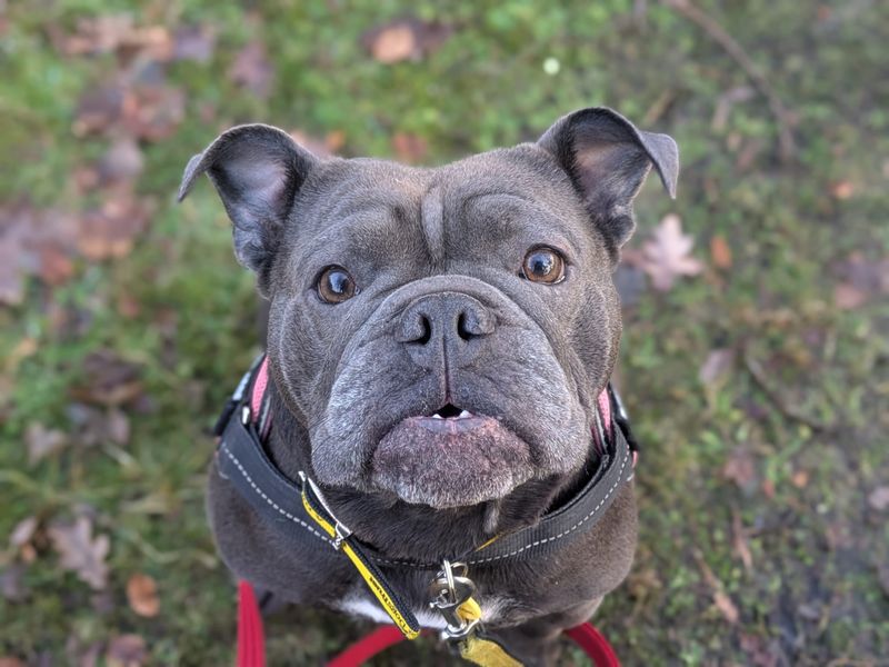 English Bulldog for adoption in West Calder, West Lothian – 5 years old - Image 3 of 3
