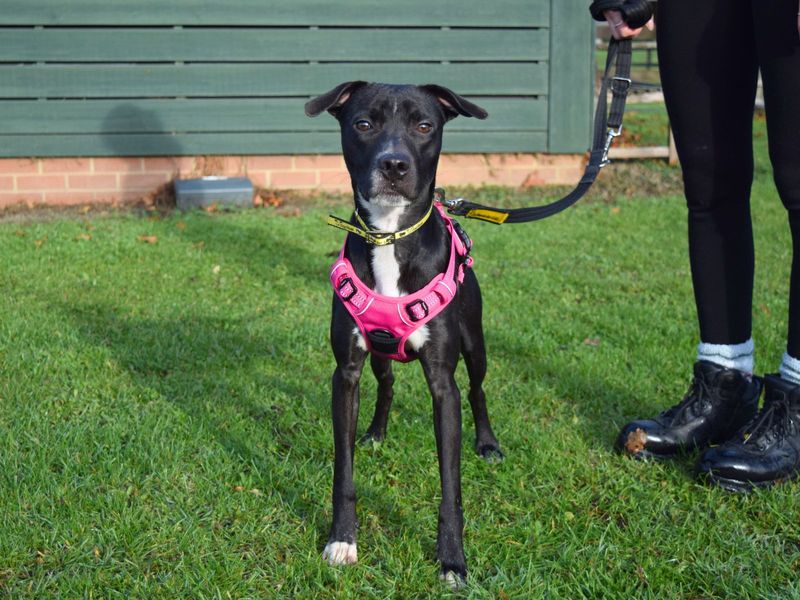 Staffordshire Bull Terrier for adoption in Uxbridge, London – 7 months old