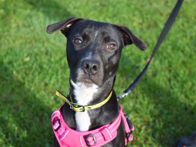 Staffordshire Bull Terrier for adoption in Uxbridge, London – 7 months old - Image 3 of 3