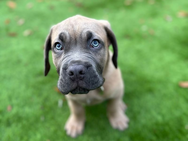 Cane Corso for adoption in West Calder, West Lothian – 11 weeks old - Image 2 of 2