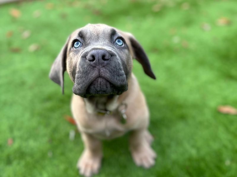 Cane Corso for adoption in West Calder, West Lothian – 11 weeks old