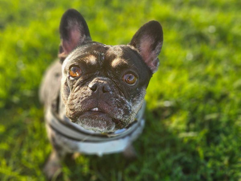 French Bulldog for adoption in Uxbridge, London – 3 years old