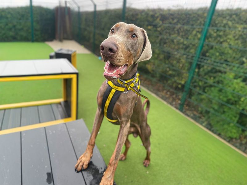 Rocco, a 2 years old male Unknown available for adoption from Dogs Trust in Basildon, Essex
