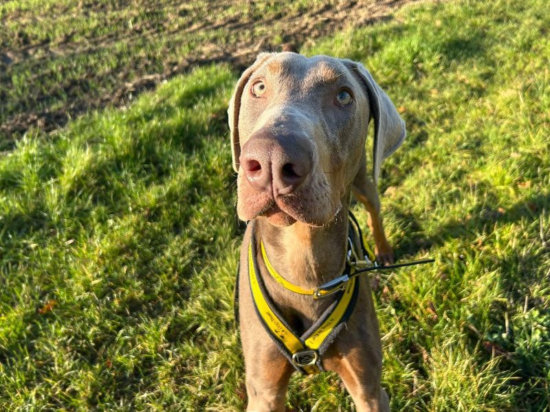 Rocco | Dobermann | Basildon (Essex) - 1
