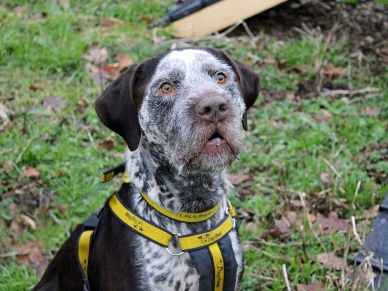 German Pointer for adoption in Liverpool, Merseyside – 7 years old