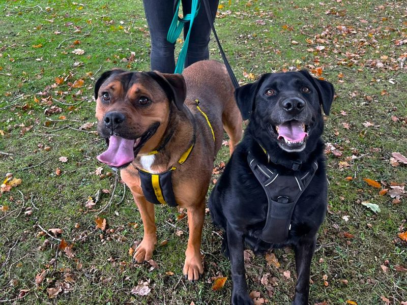 Bella & Reggie, a 6 years old male Crossbreed available for adoption from Dogs Trust in Canterbury, Kent