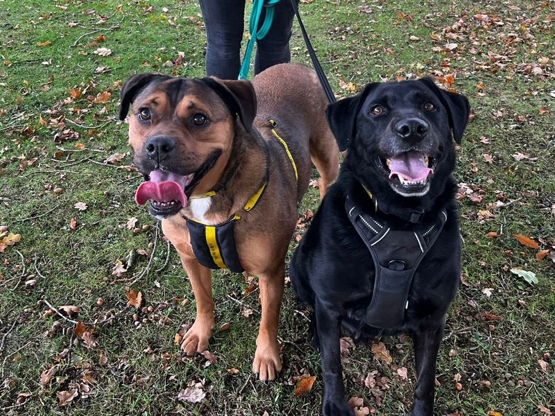 American Bulldog for adoption in Chestfield, Kent – 5 years old - Image 2 of 2