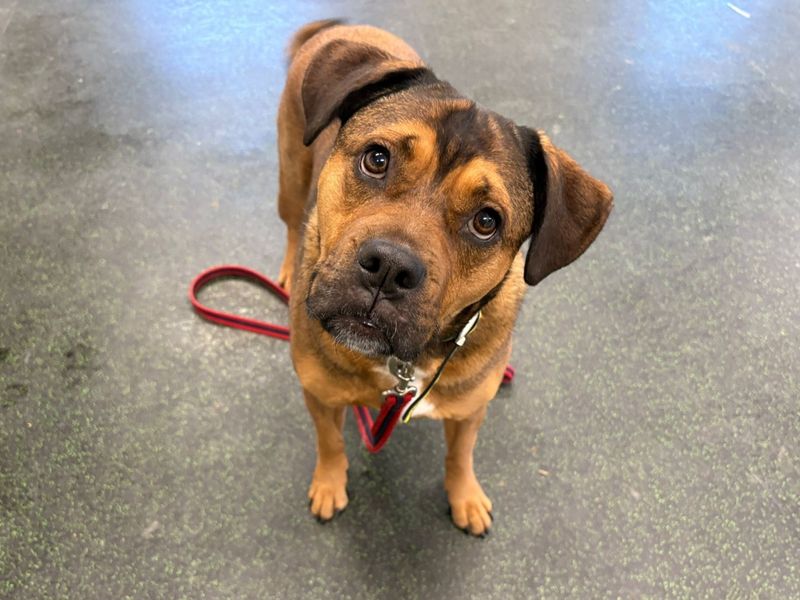 Bella | Crossbreed | Canterbury - 1