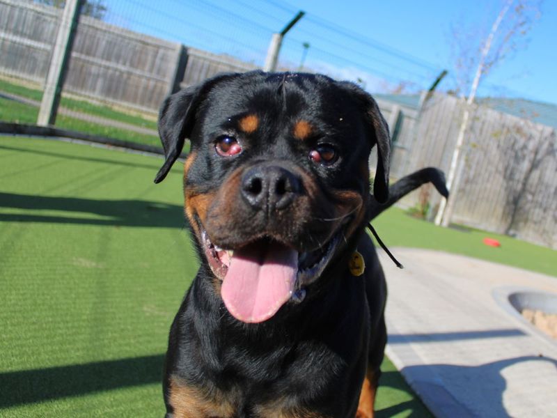 Rottweiler for adoption in Evesham, Worcestershire – 2 years old