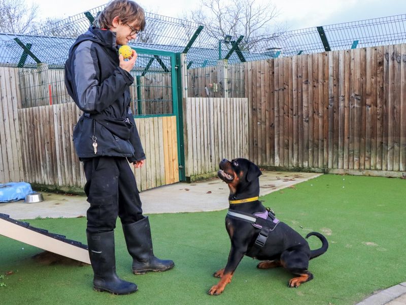 Lucy | Rottweiler | Evesham (Worcestershire) - 9