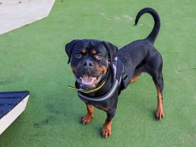 Lucy | Rottweiler | Evesham (Worcestershire) - 7
