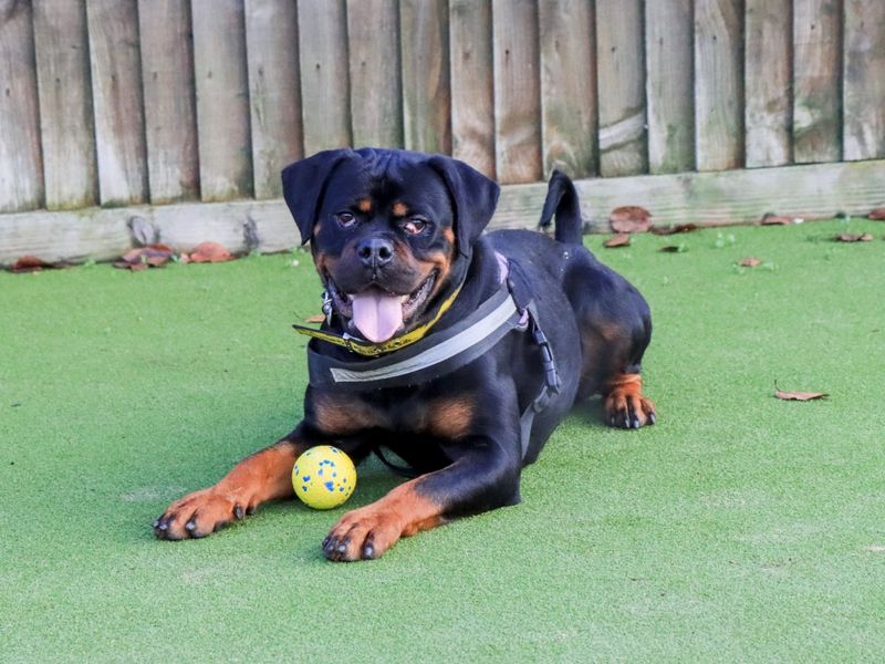 Lucy | Rottweiler | Evesham (Worcestershire) - 1