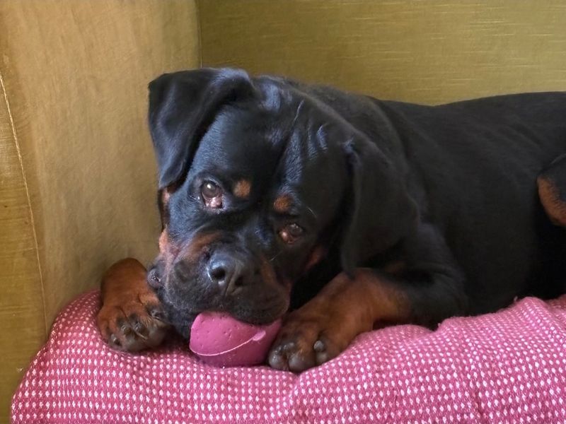 Lucy | Rottweiler | Evesham (Worcestershire) - 2