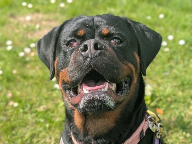 Lucy | Rottweiler | Evesham (Worcestershire) - 4