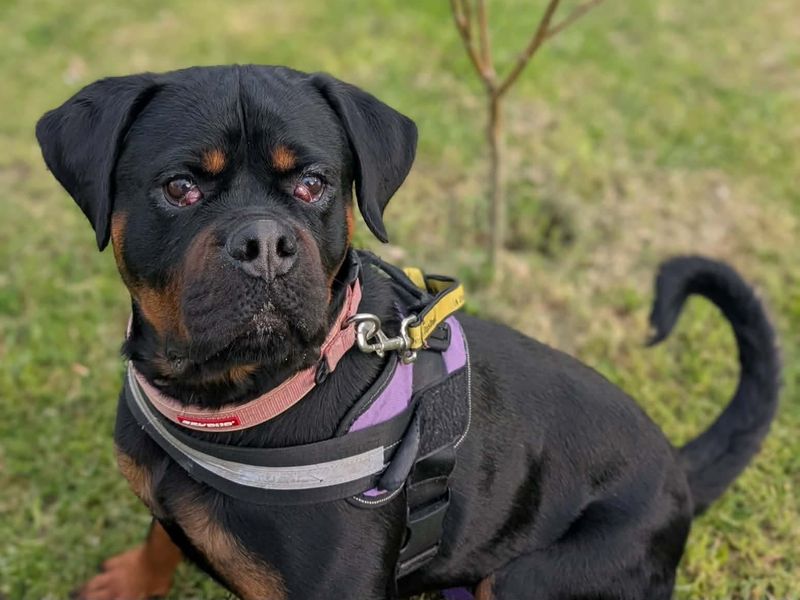 Lucy | Rottweiler | Evesham (Worcestershire) - 5