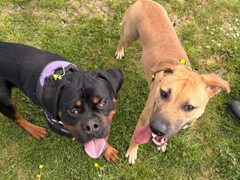 Lucy | Rottweiler | Evesham (Worcestershire) - 3